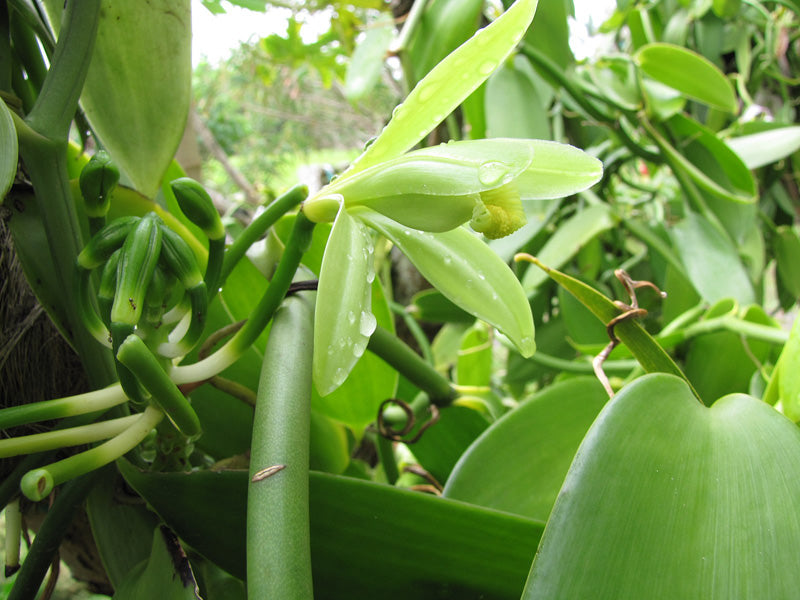 Echte Vanille, grasgrün mitten im Wald