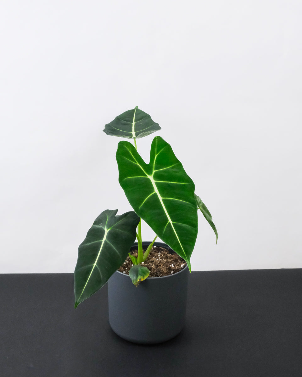 Alocasia Frydek in Anthrazit-Topf