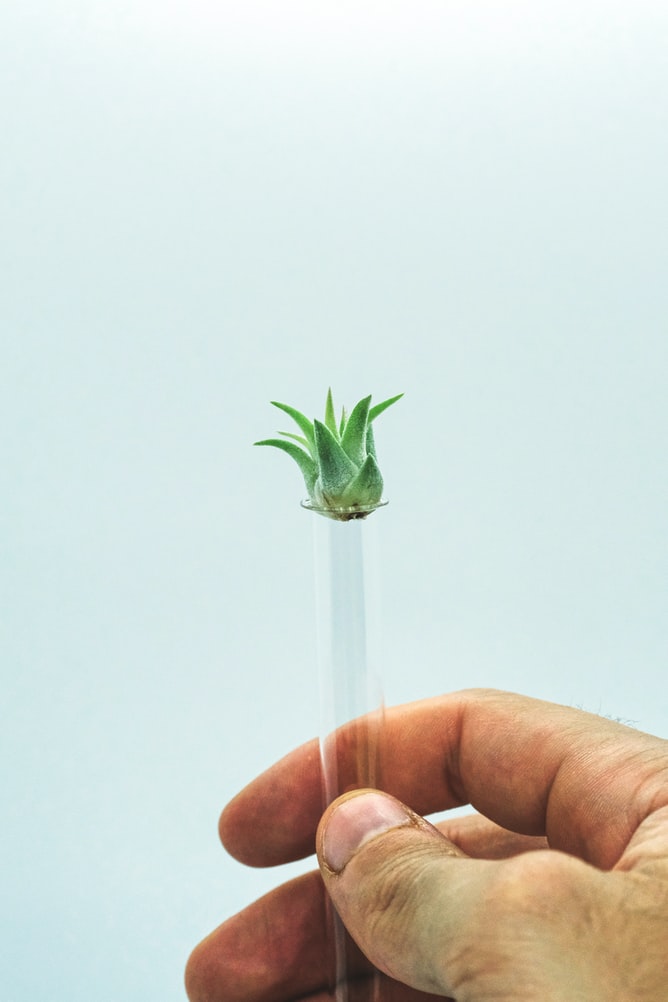 Fingerbeerengrosse Baby-Tillandsia auf einer kleinen Reagenzglasöffnung in einer Hand