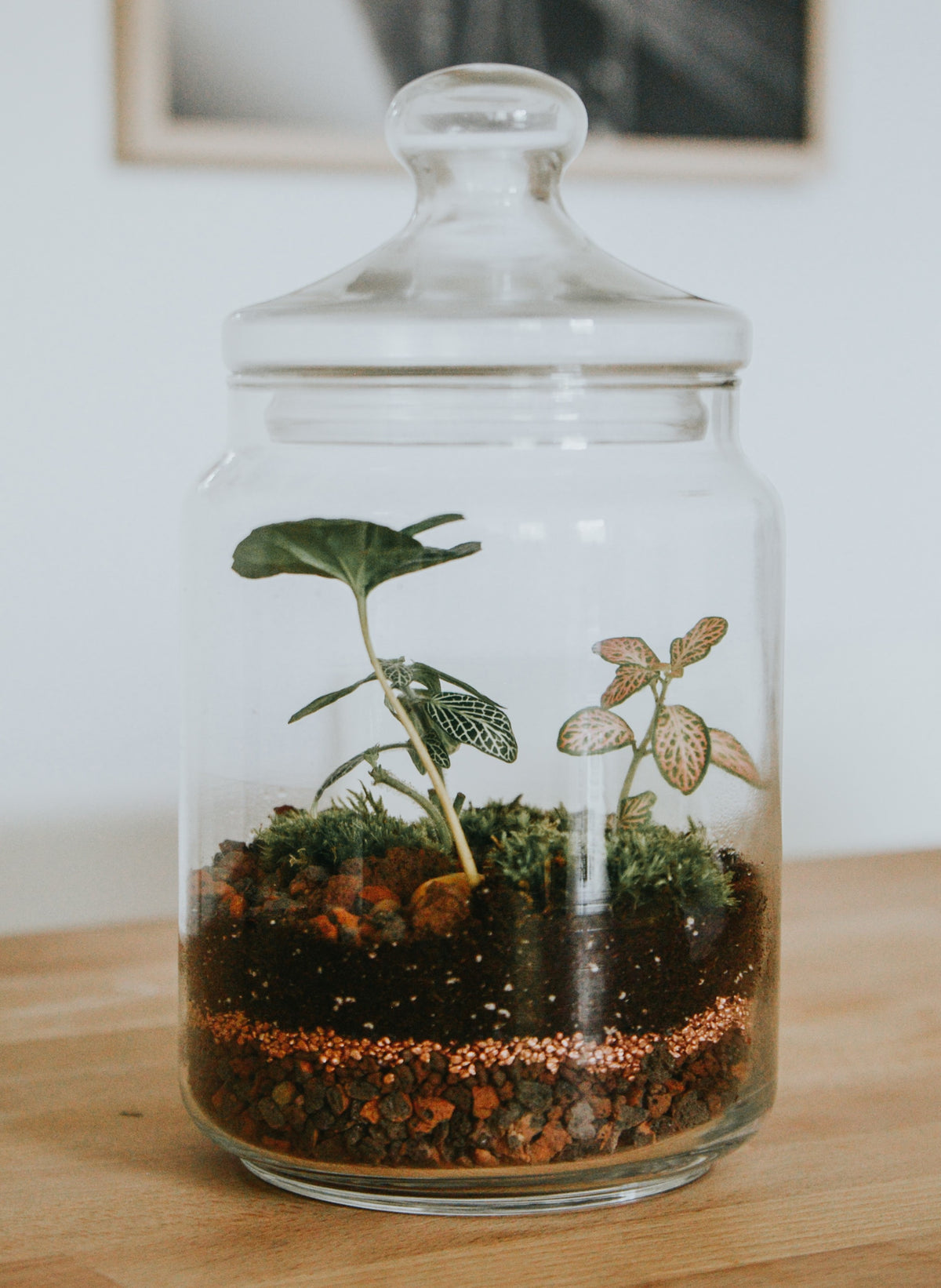 Ein Glasterrarium mit zwei kleinen Pflänzchen und Deckel.