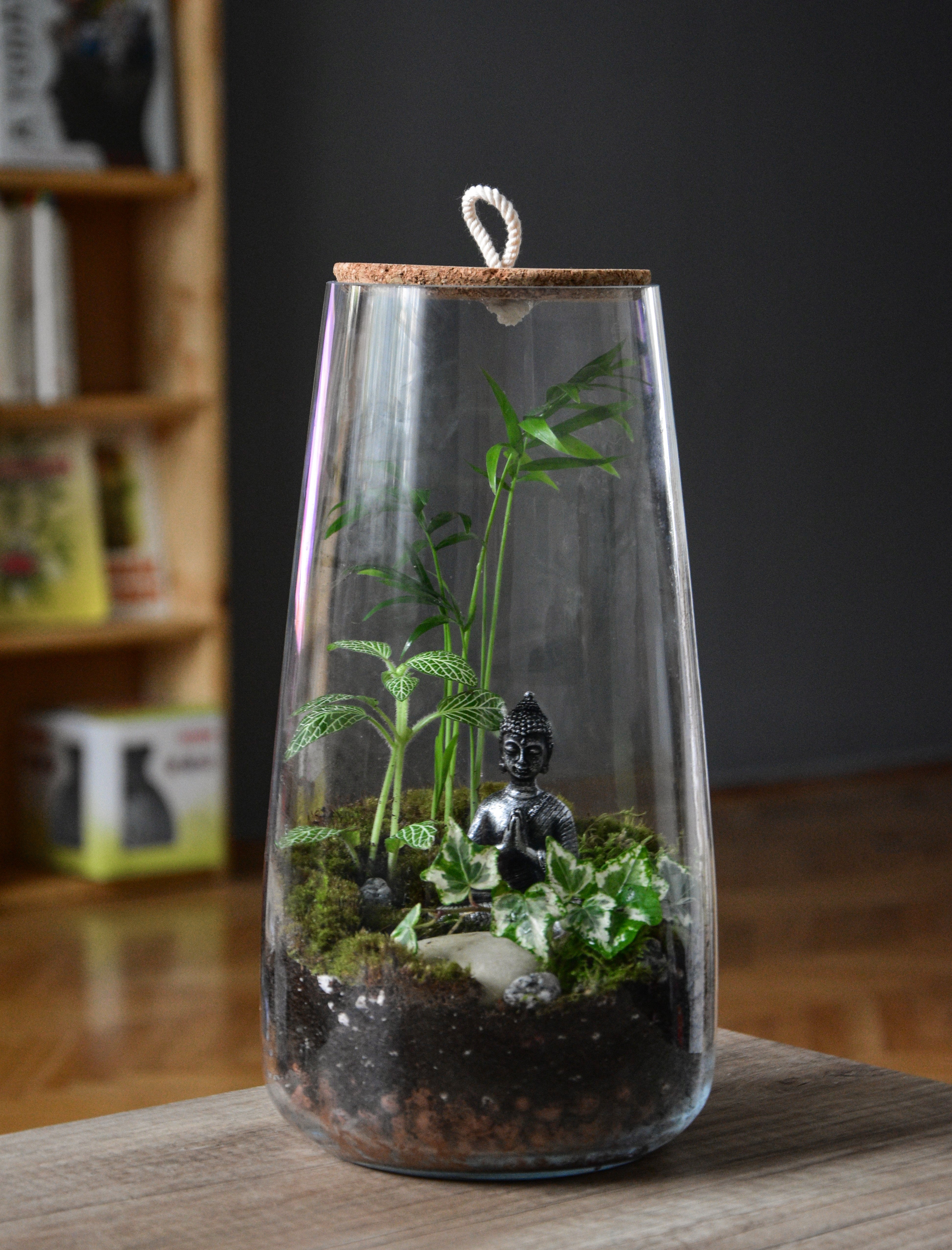 Hohes, mit Korkdeckel geschlossenes Terrarium aus Glas mit kleinen Pflänzchen darin