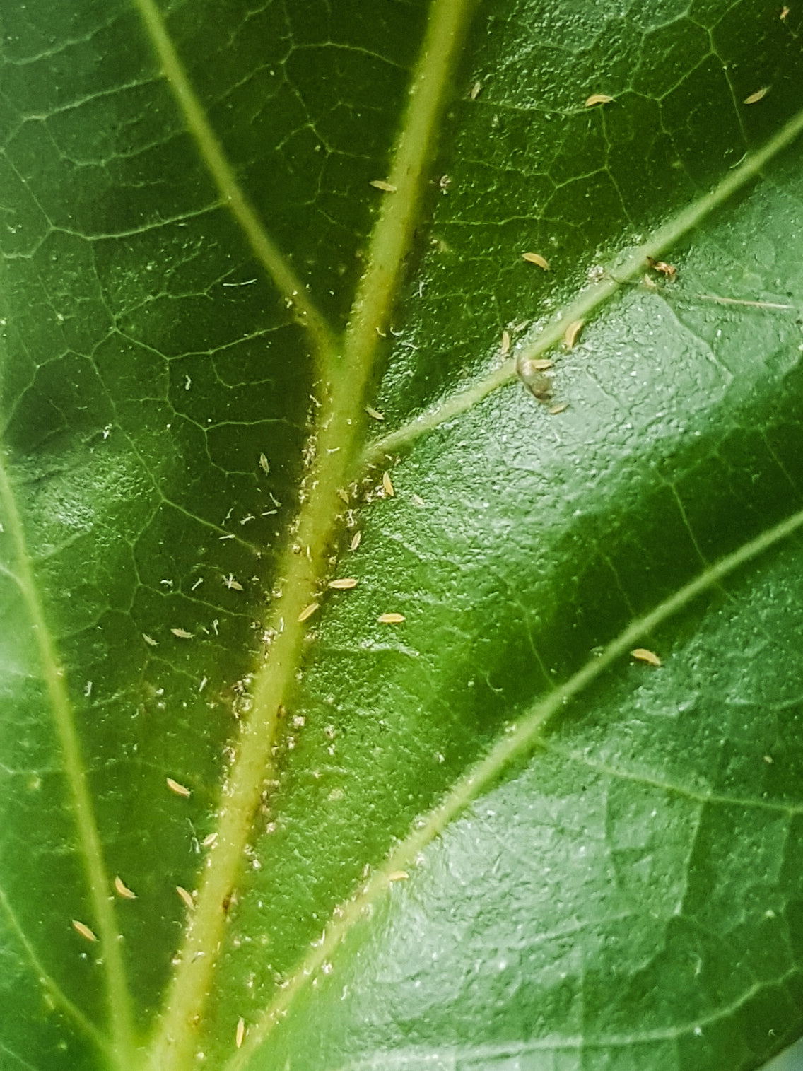 Geigenfeigen-Blatt mit länglichen, gelblichen Würmern darauf