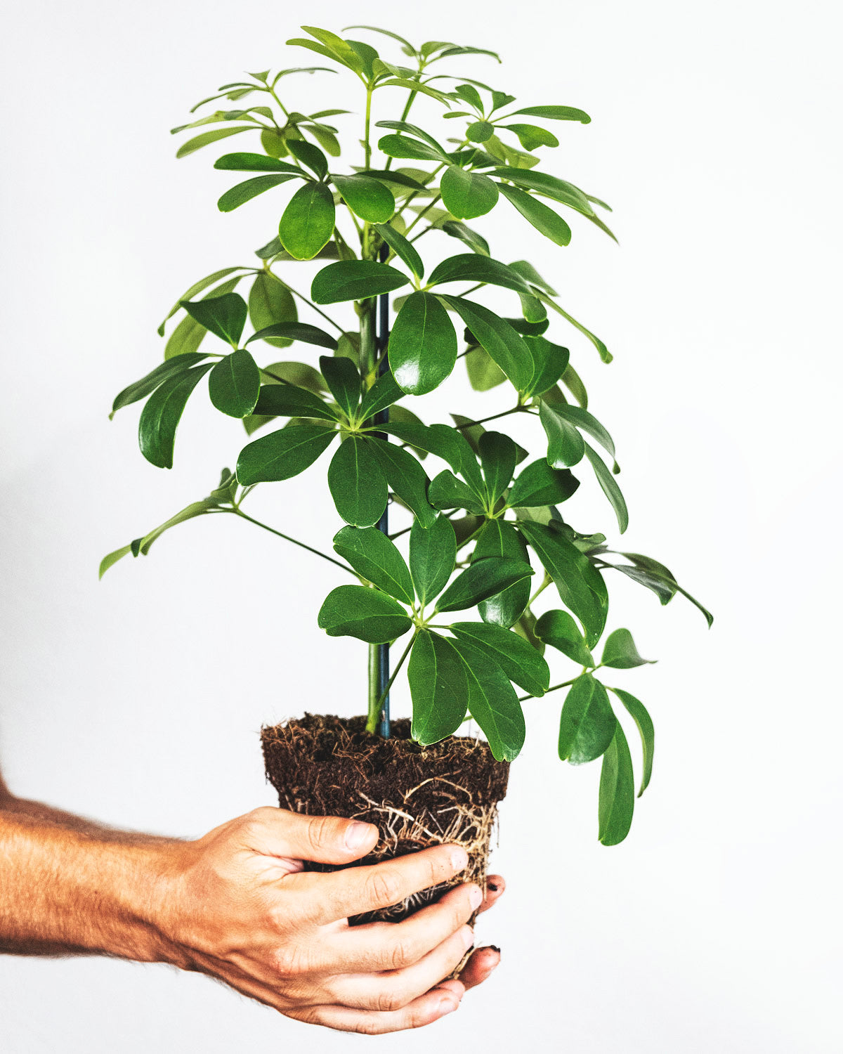 Schefflera mit dem Erdballen in zwei hohlen Händen