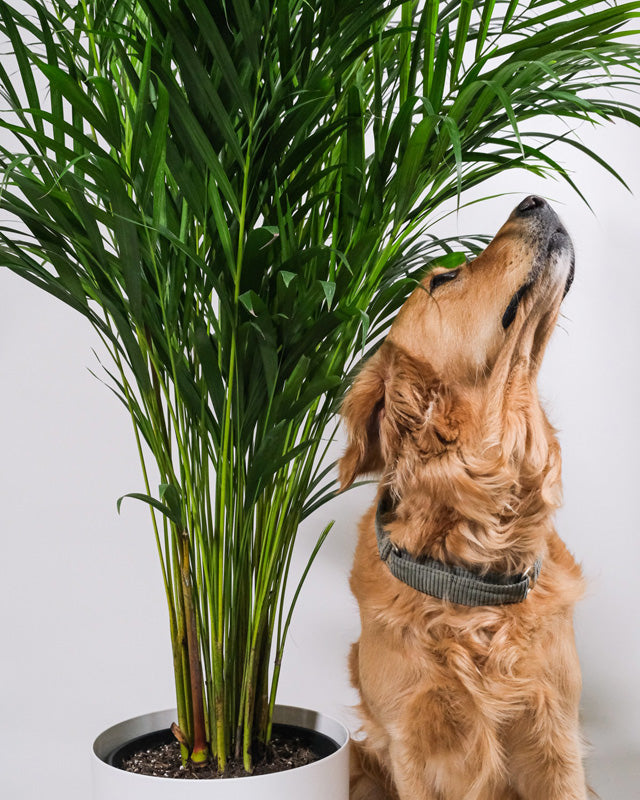 Golden Retriever Emma sitzt neben einer Goldfruchtpalme in weissem Topf und schaut hoch