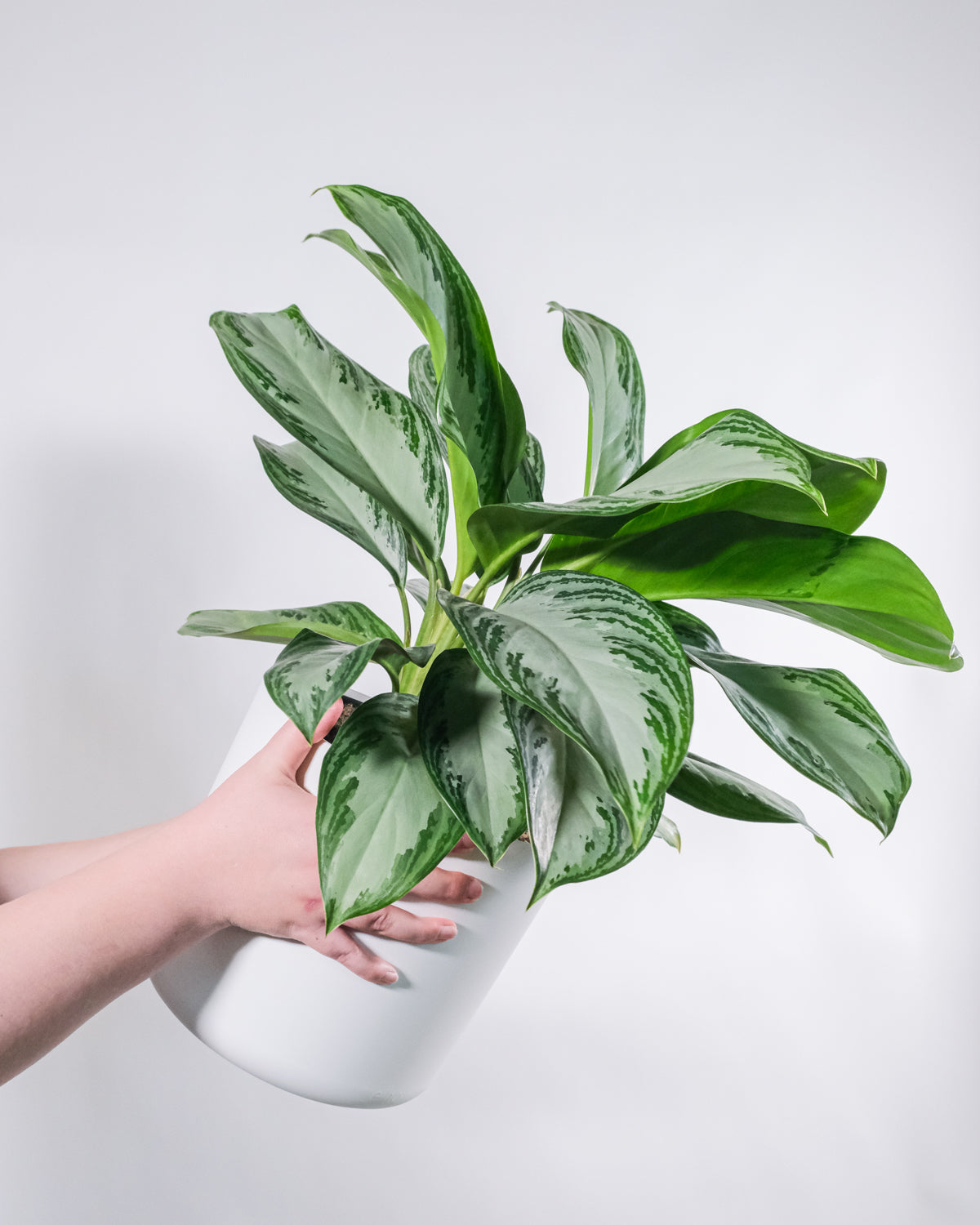 Aglaonema Silver Bay in weissem Topf