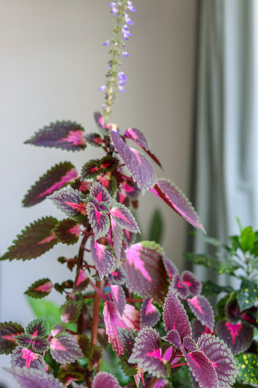 Coleus Canina mit violetten Blüten