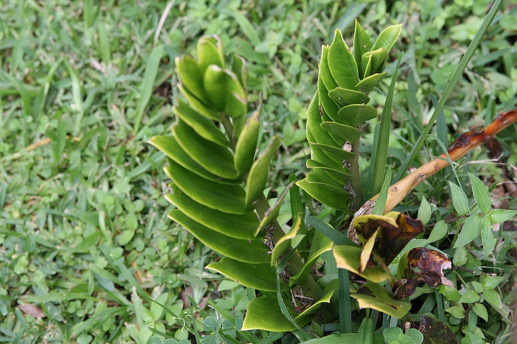 Glücksfeder in freier Natur