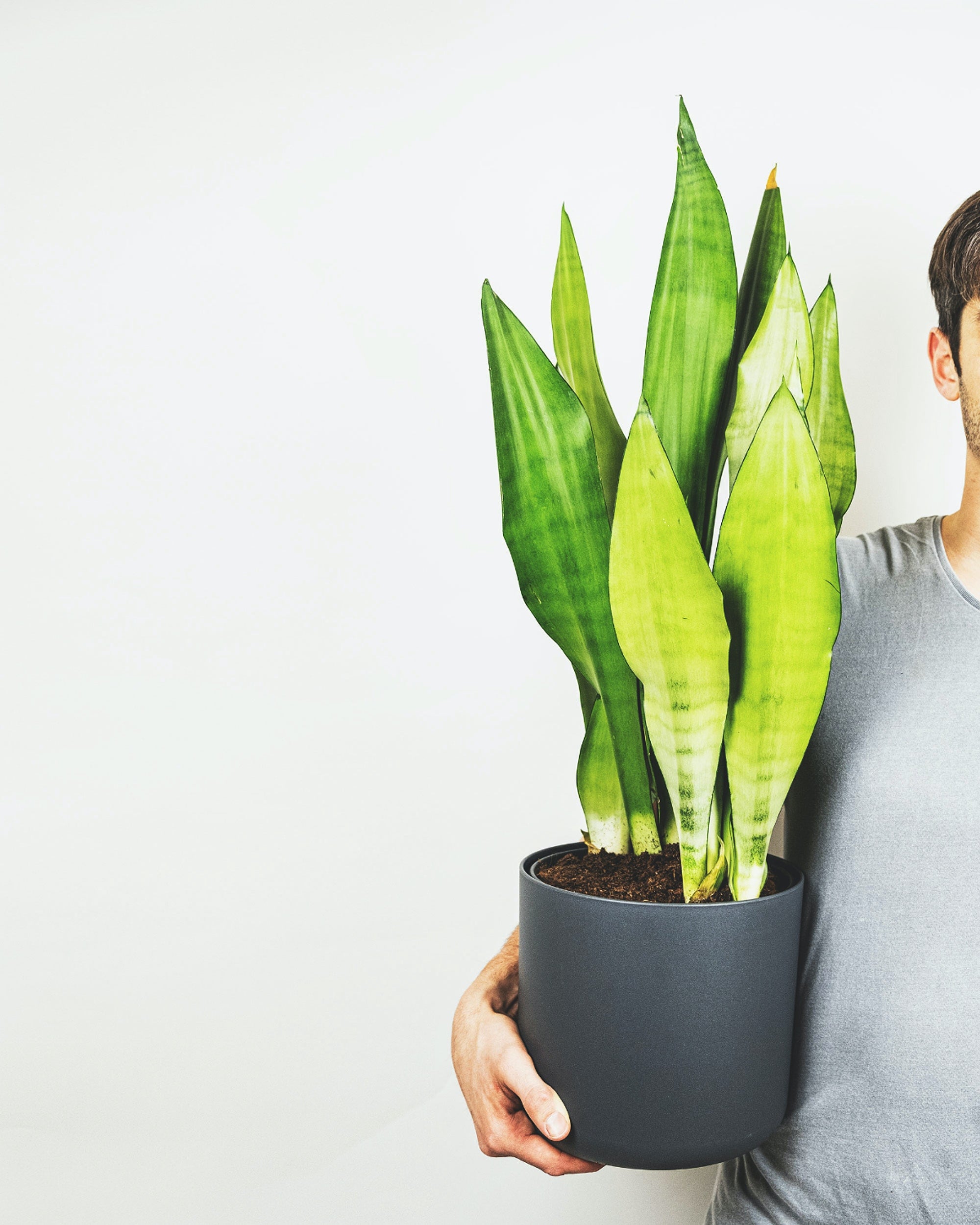 Grosse Sansevieria Moonshine in grauem Topf im Arm eines Mannes