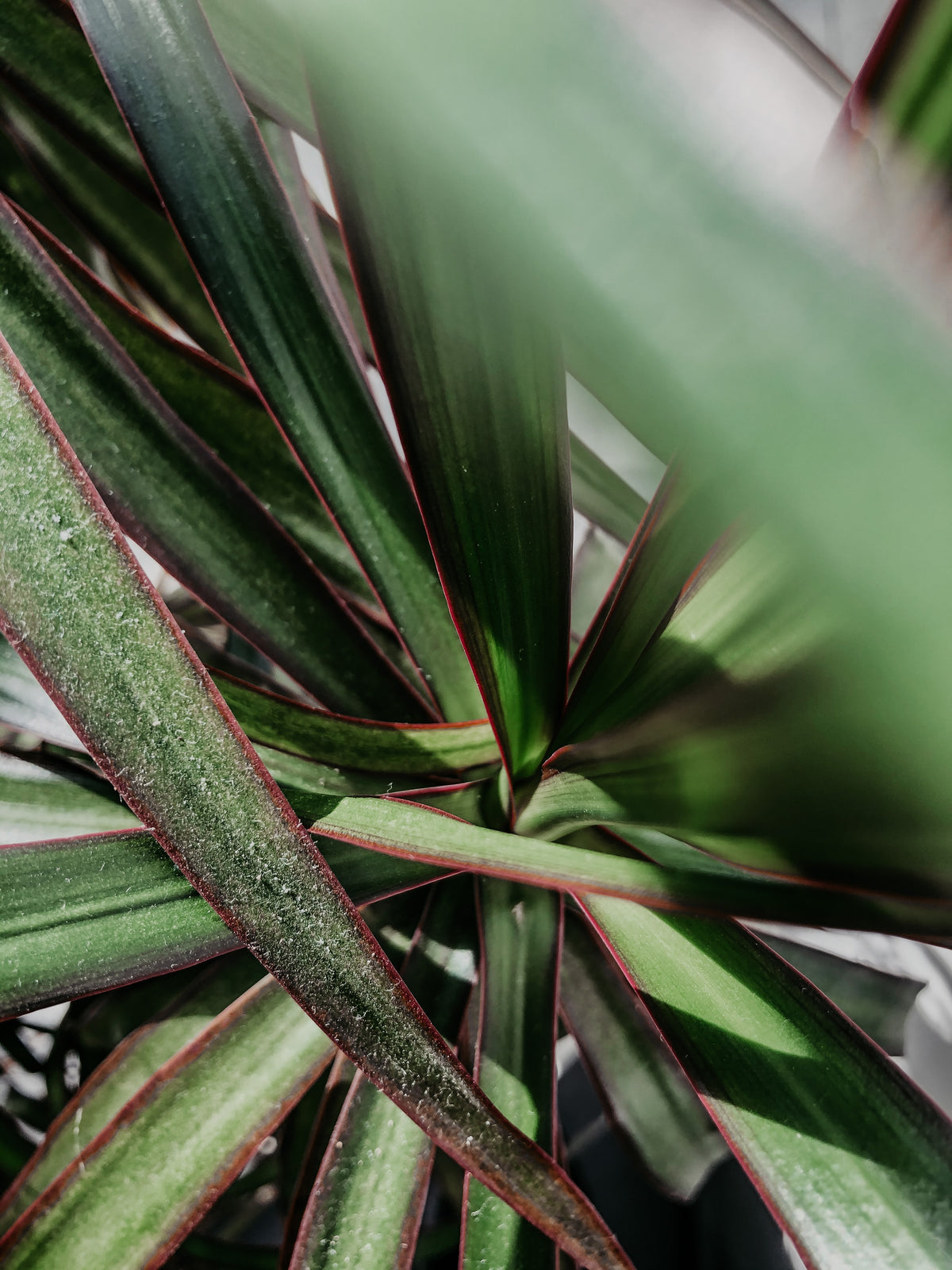 Dracaena marginata