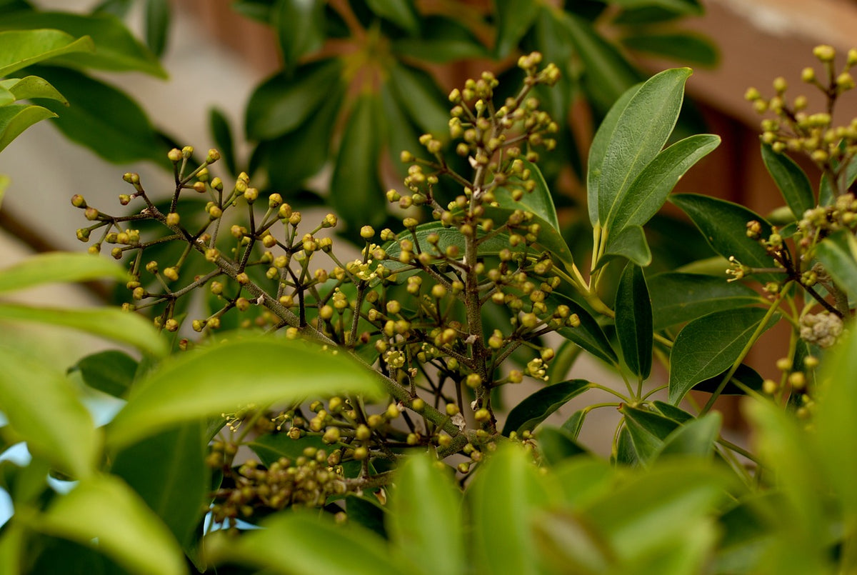 kleine, gelbe Blüten der Schefflera