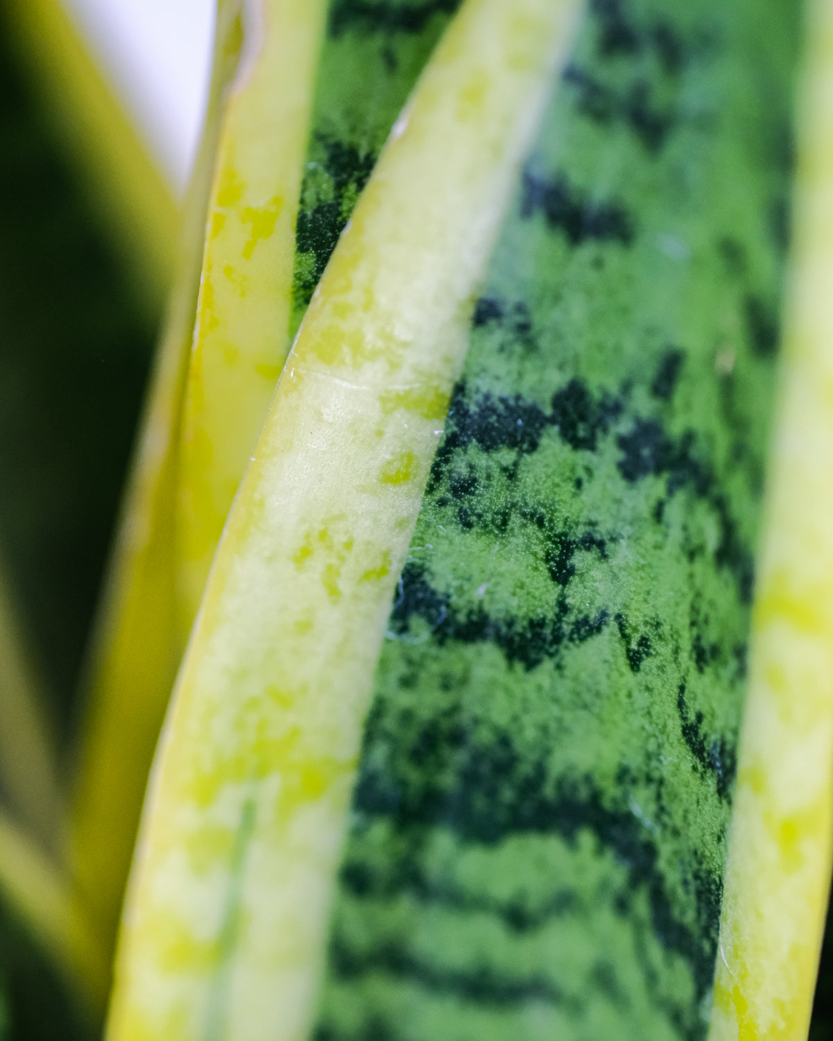 Blatt einer Schwiegermutterzunge mit grüner Musterung und goldgelben Rändern