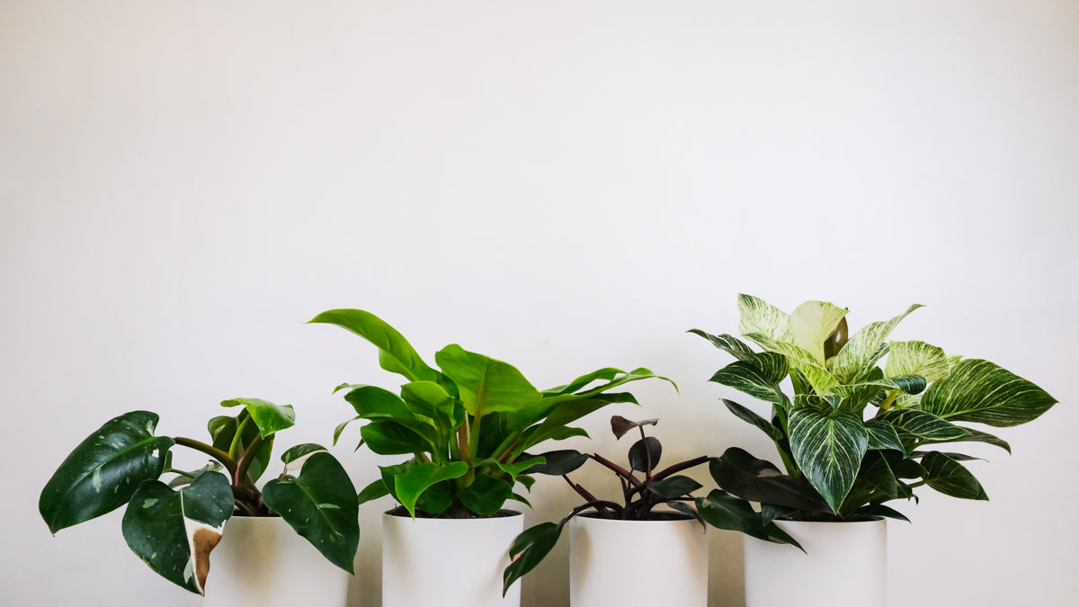 Niedrig wachsende, grüne Philodendron-Arten in weissen Töpfen