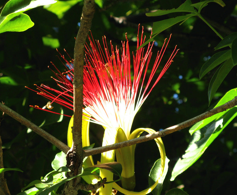 Pachira aquatica mit weiss-roter Blüte