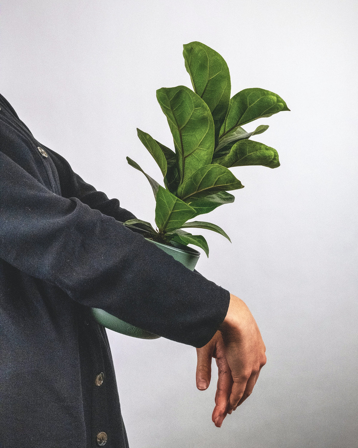 Ficus lyrata 'Bambino' in den Armen eines Mannes