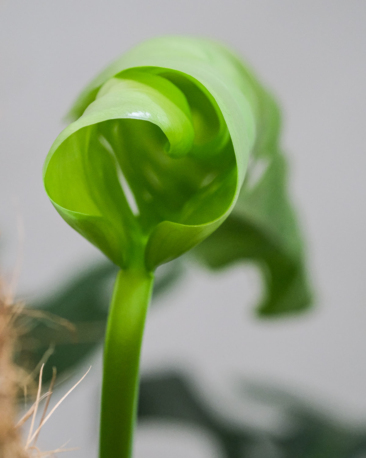 Neues, hellgrünes, eingerolltes Blatt einer Monstera