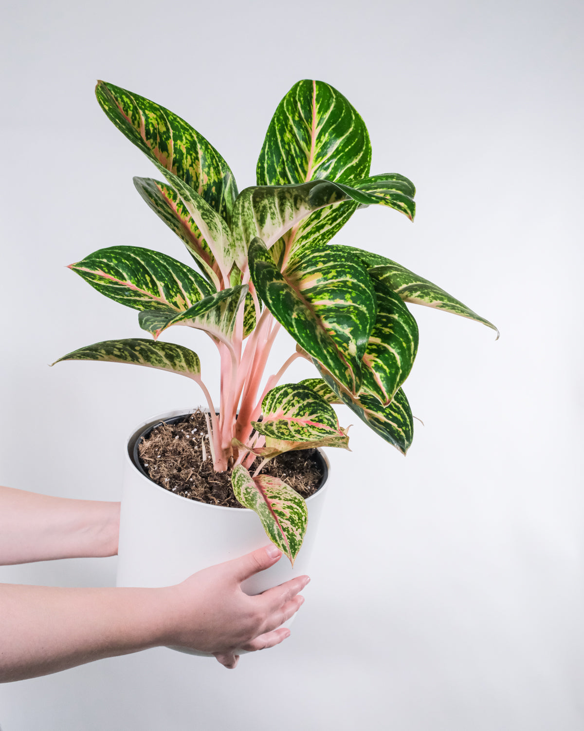 Aglaonema Cocomelon