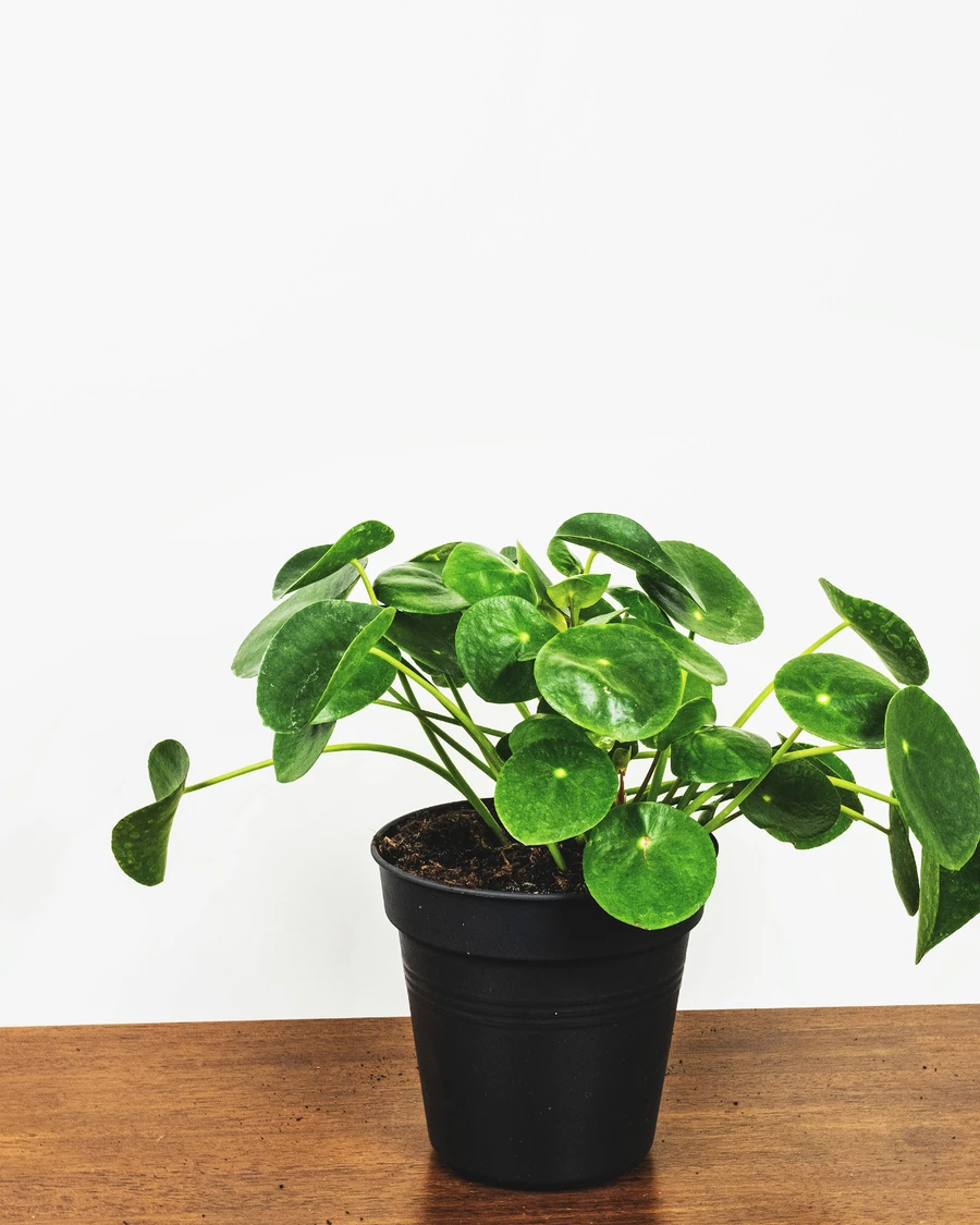 Ufopflanze (Pilea peperomioides) ohne Übertopf