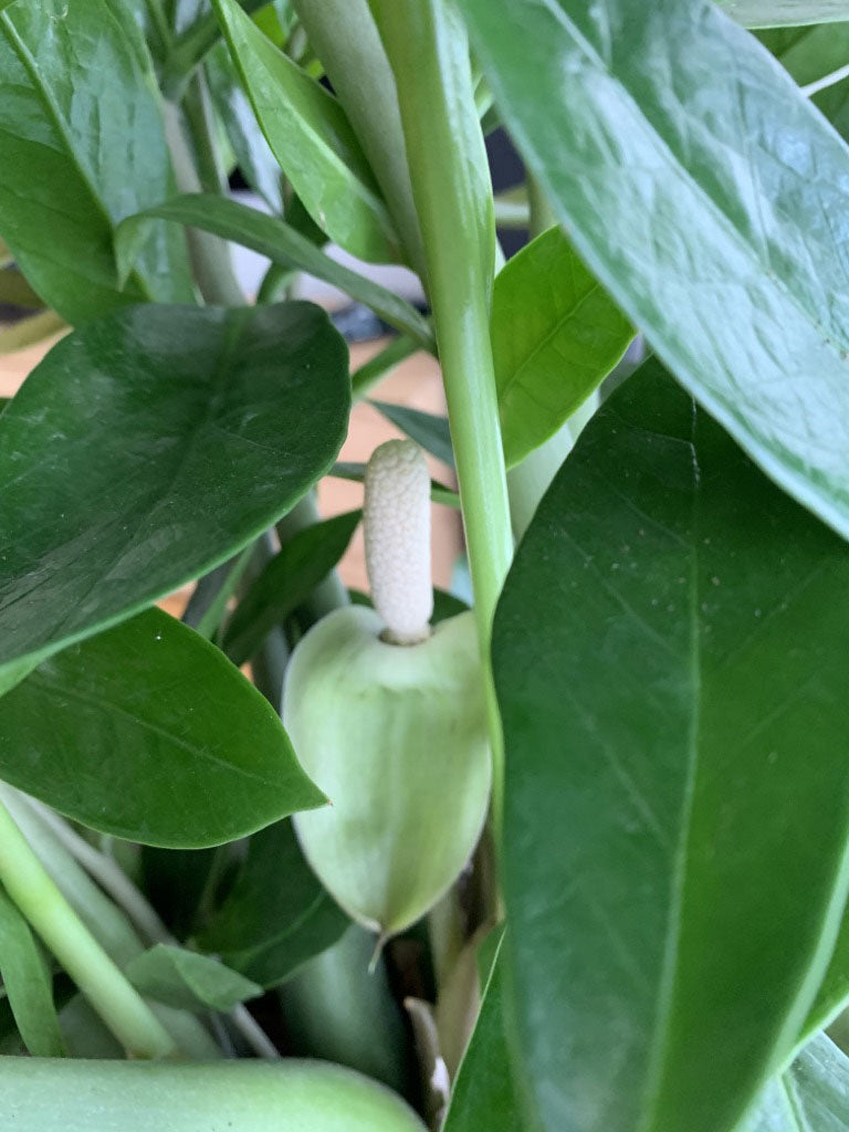 Glücksfeder mit einer weissen, kolbenförmigen Blüte