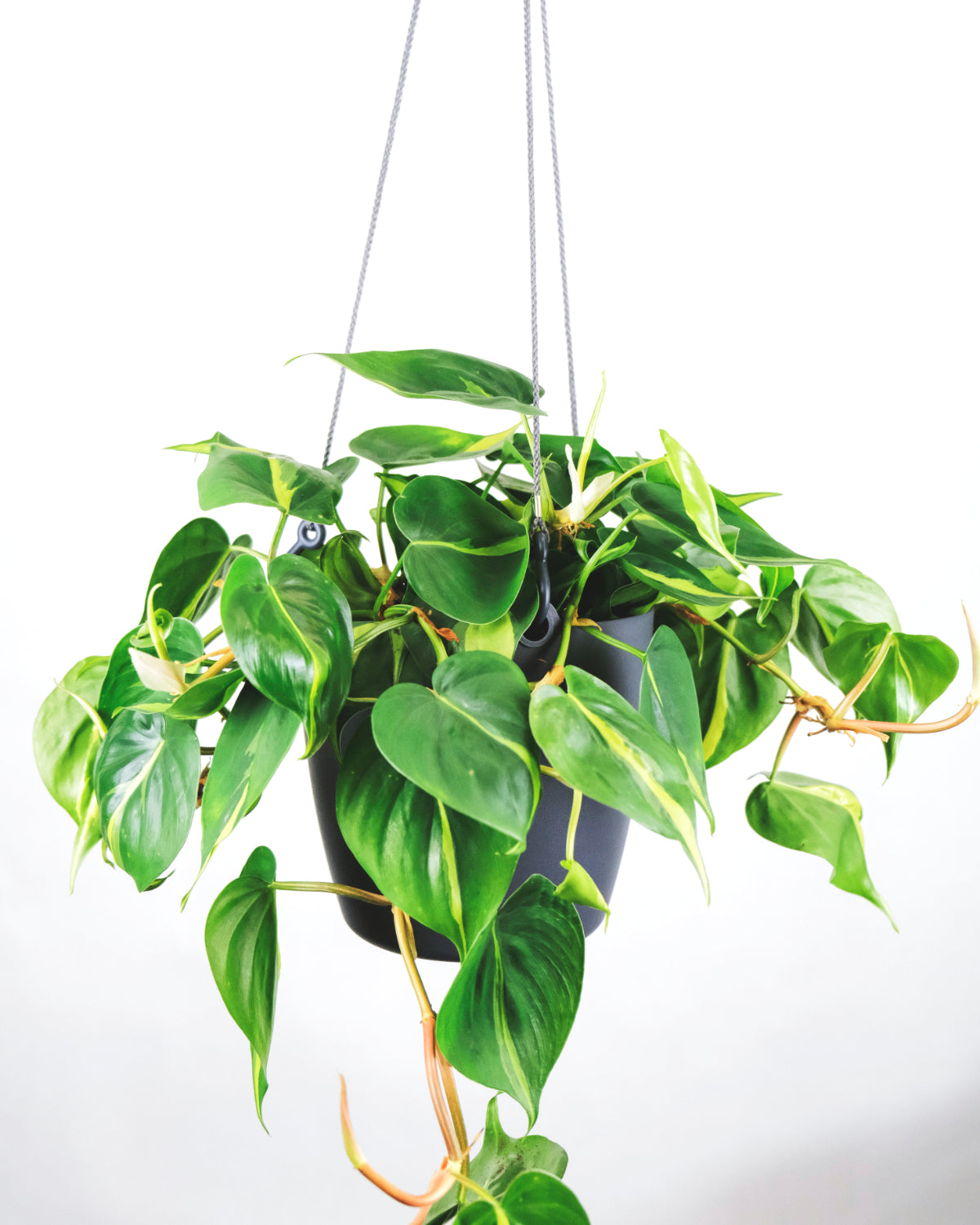 Philodendron scandens Brasil in grauem Hängetopf