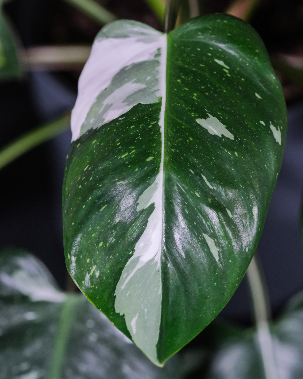 Ovales Blatt des Philodendron White Princess