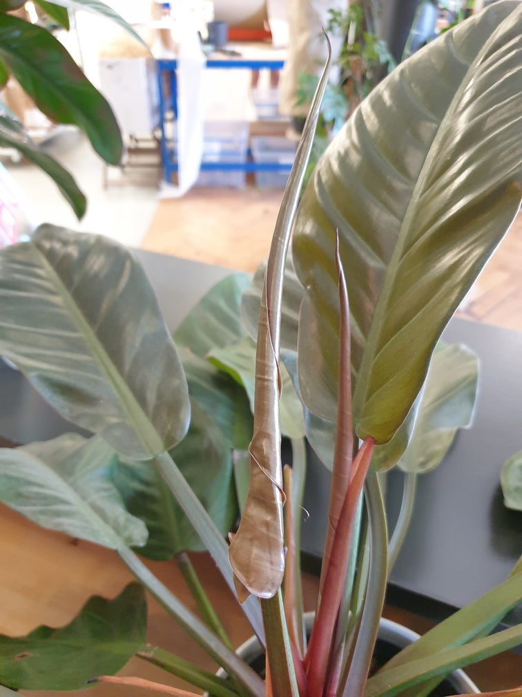 Zusammengerolltes neues Blatt eines Philodendron