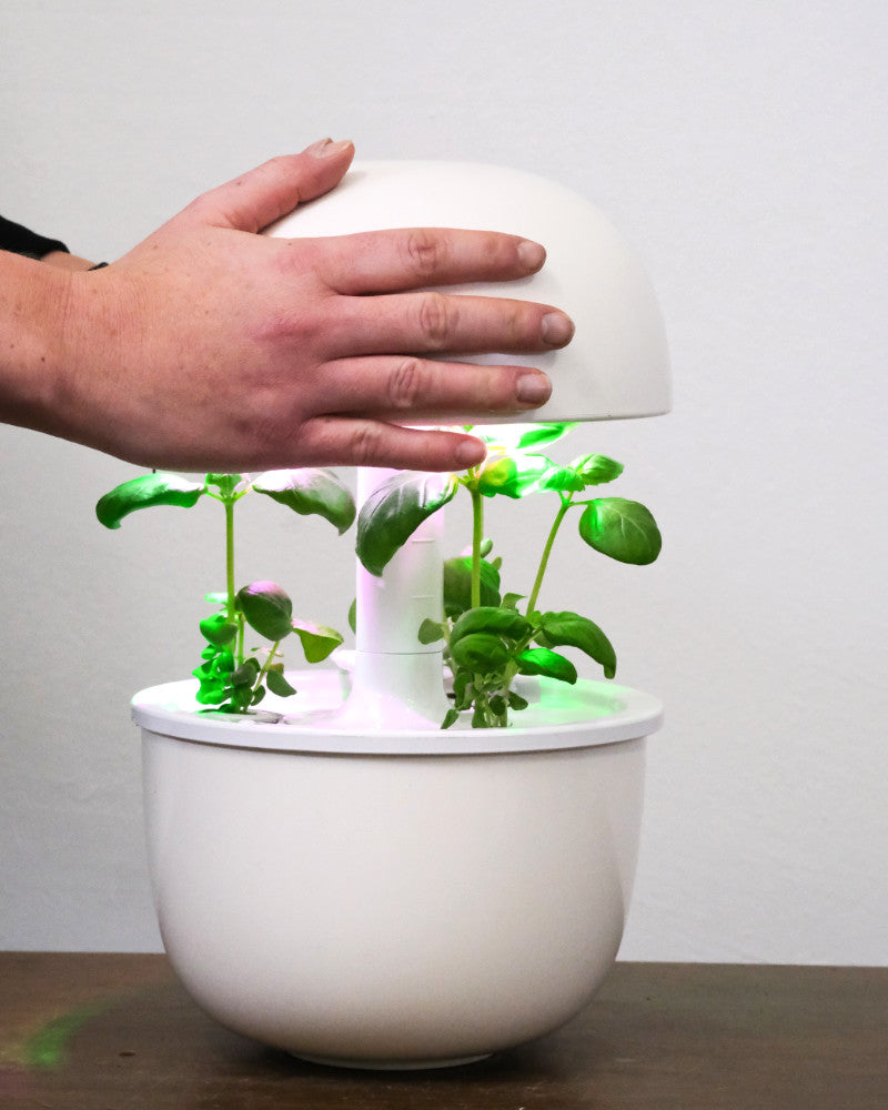 Plantui Indoor-Garten in Weiss, der Deckel wird gerade aufgesetzt