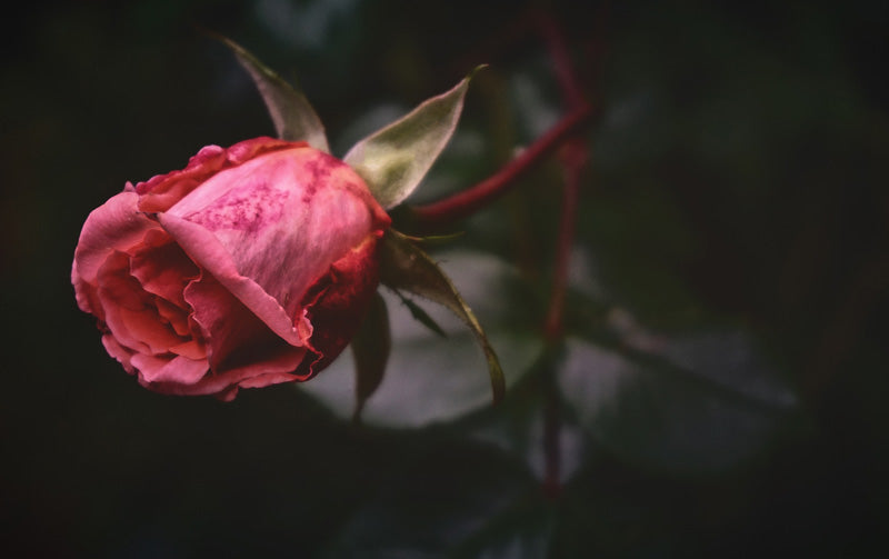 Rote Rose mit grünen Kelchblättern vor schwarzem Hintergrund