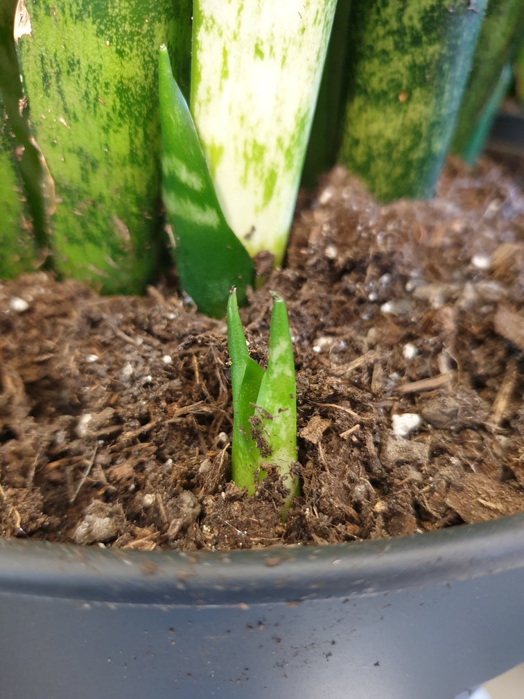 Wenige Zentimeter grosser Neuaustrieb einer Sansevieria