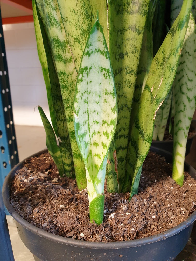 Etwa zehn Zentimeter grosser Neuaustrieb einer Sansevieria