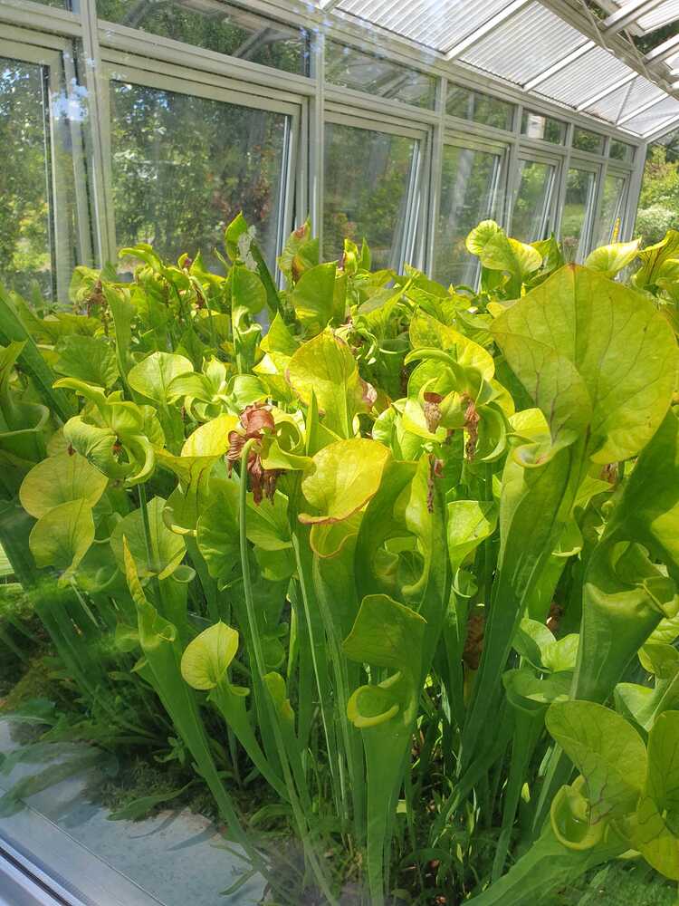 Sarracenia flava dicht stehend mit über 70cm hohen Schläuchen