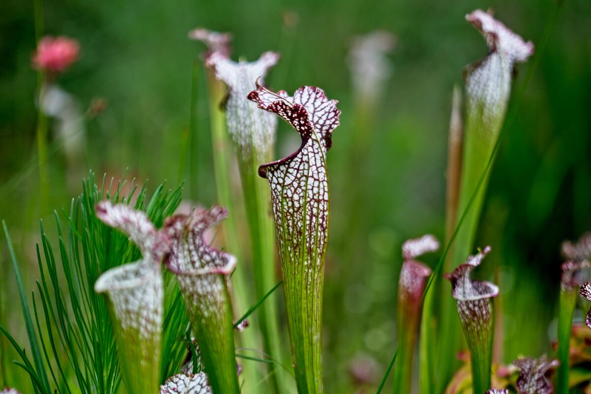 Sarracenia leucophylla mit grünen Stängeln, die in purpur-weissen Schläuchen enden