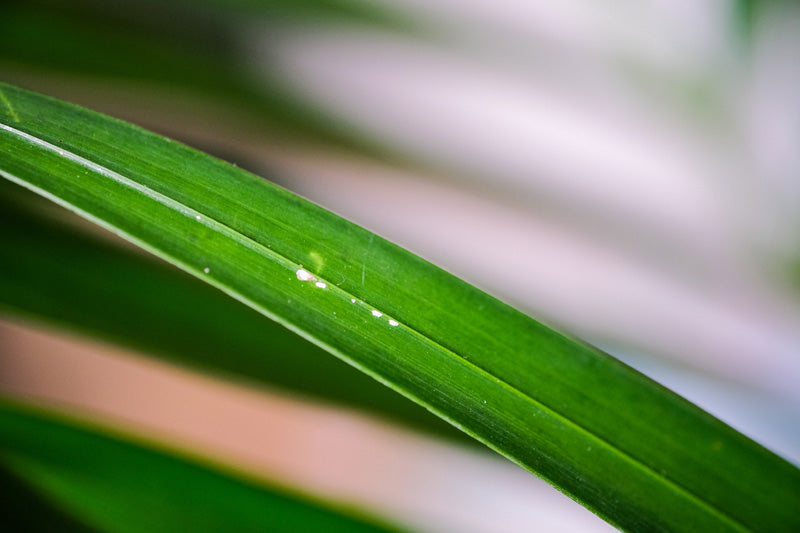 Weisse Schildläuse auf einem Blatt der Goldfruchtpalme