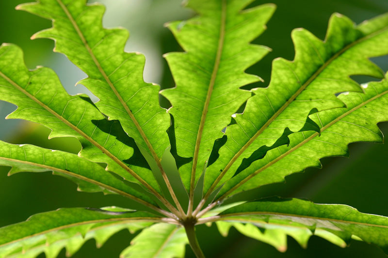 Schmalblättrige Schefflera