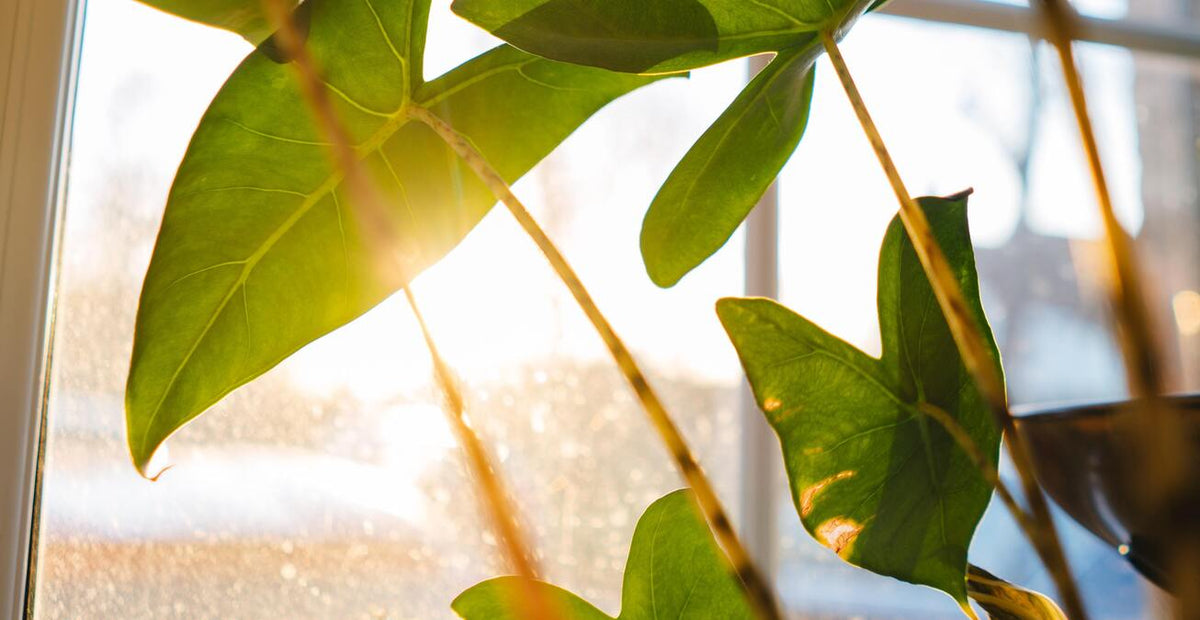 Alocasia zebrina am Fenster, durch das die Sonne scheint