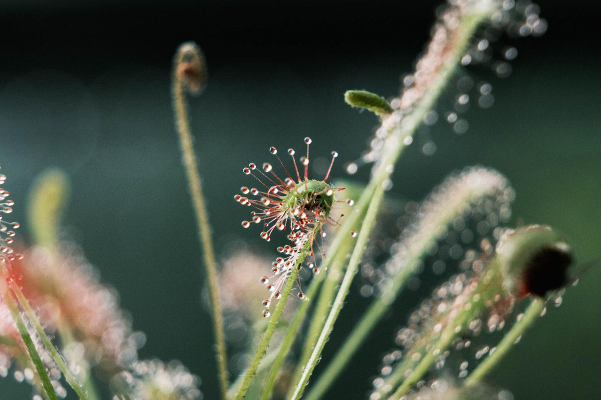 Sonnentau (Drosera) mit Wassertröpfchen an rötlichen Härchen auf den grünen Trieben