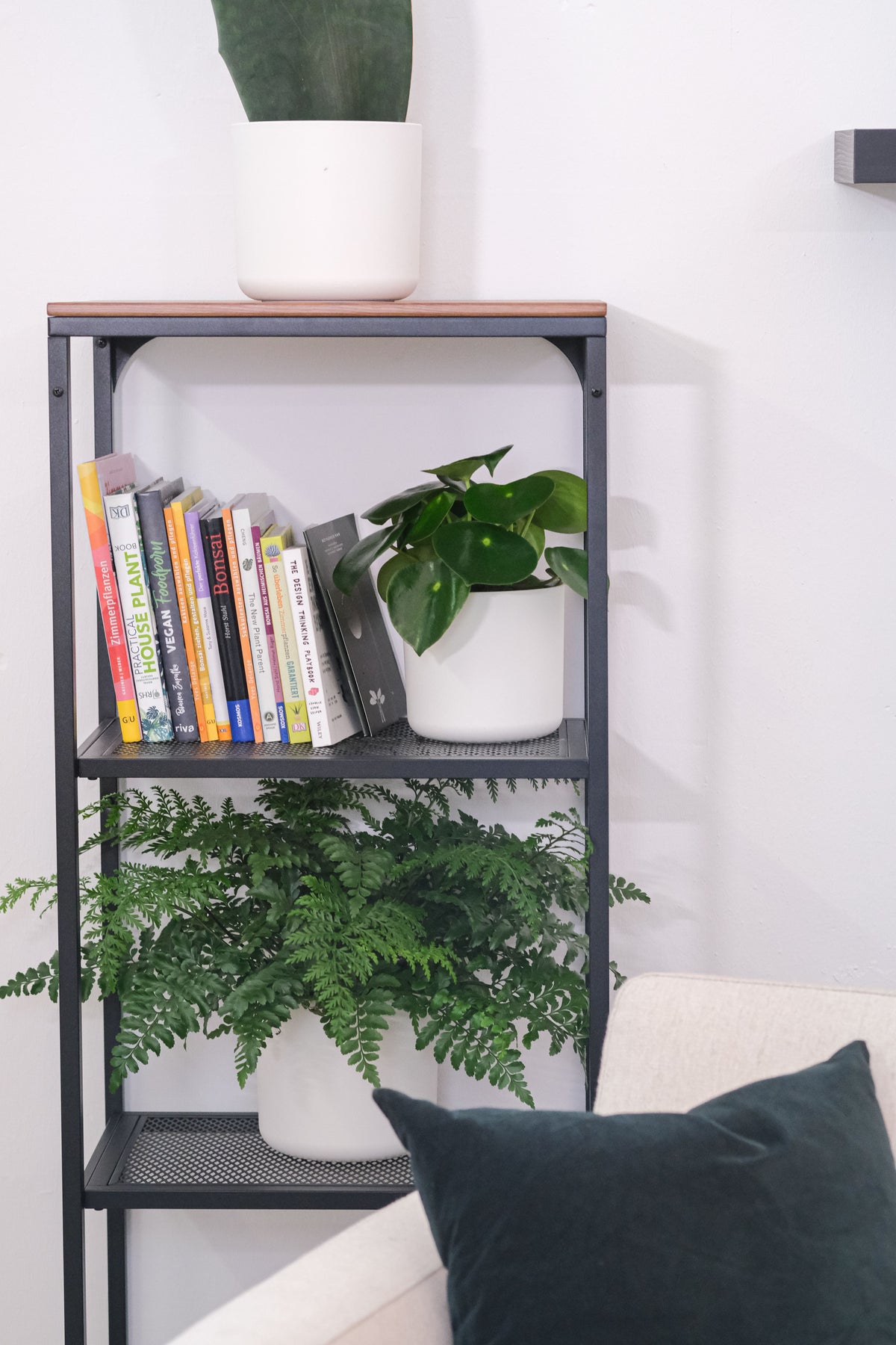 Peperomia raindrop und Streifenfarn in einem Metallregal hinter einem beigen Sofa