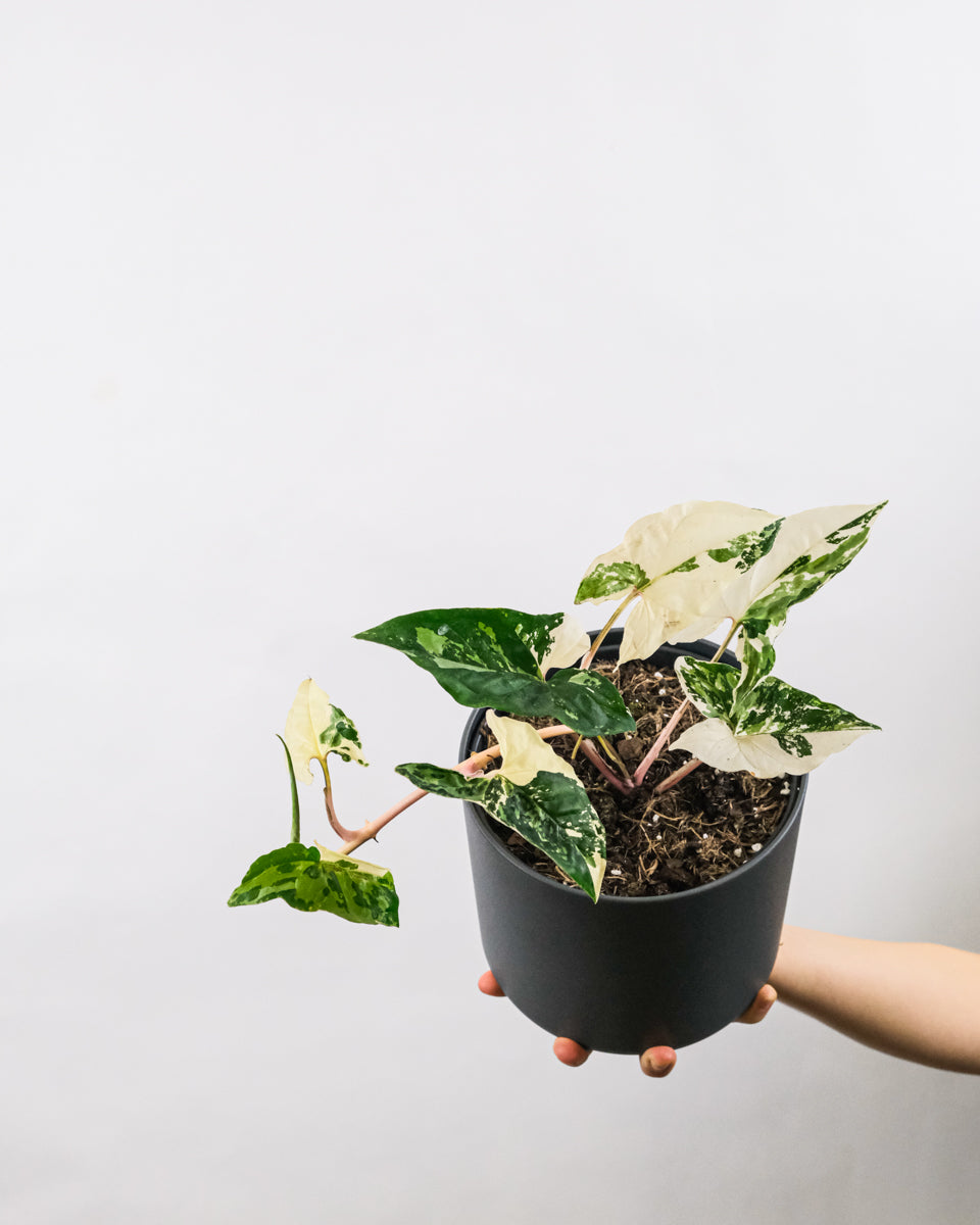 Syngonium podophyllum ‘Albo Variegata’ in anthrazitfarbenem Topf