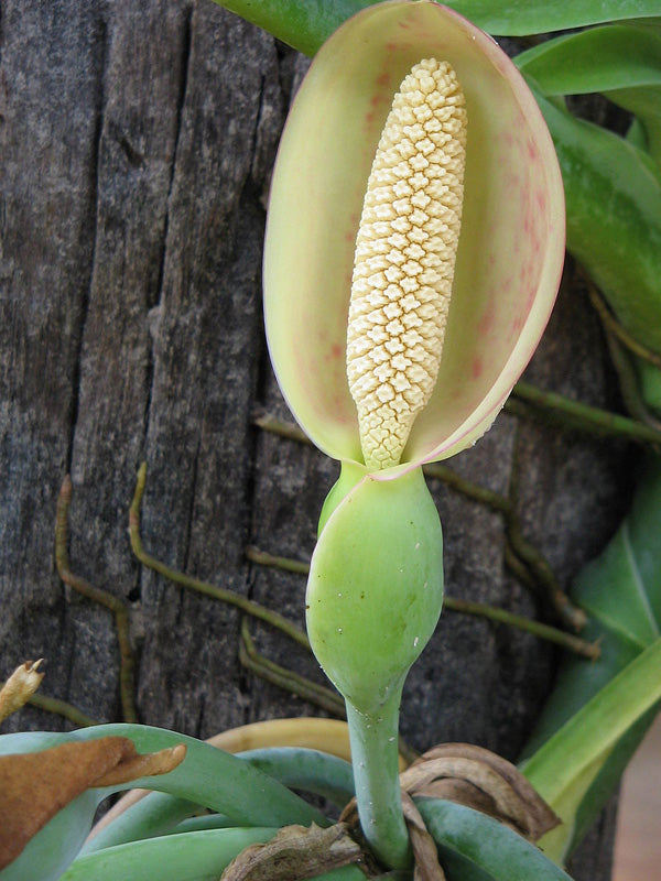 unauffällige, gelbliche Syngonium-Blüte im Kolbenblatt