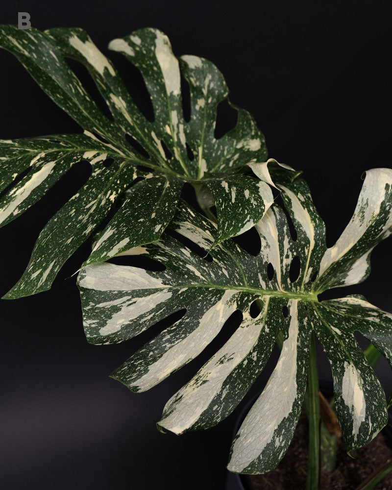 Monstera deliciosa 'Thai Constellation'