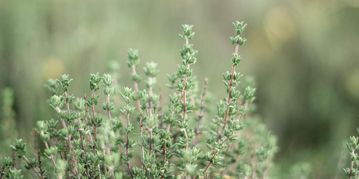 Thymianzweige eines Strauchs draussen im Garten