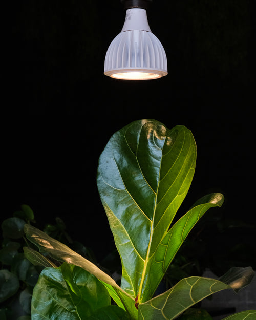 Geigenfeigenblatt vor schwarzem Hintergrund von oben beschienen durch Vollspektrumlampe