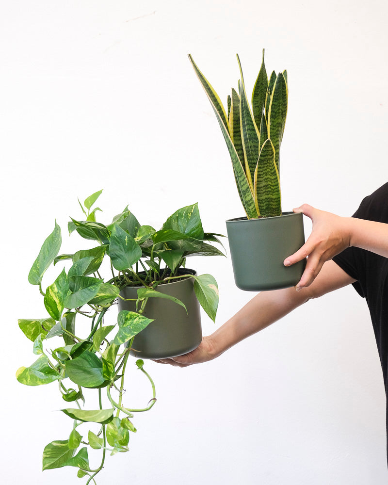 Efeutute und Sansevieria in grünen Töpfen, gehalten von einer Person vor einer weissen Wand