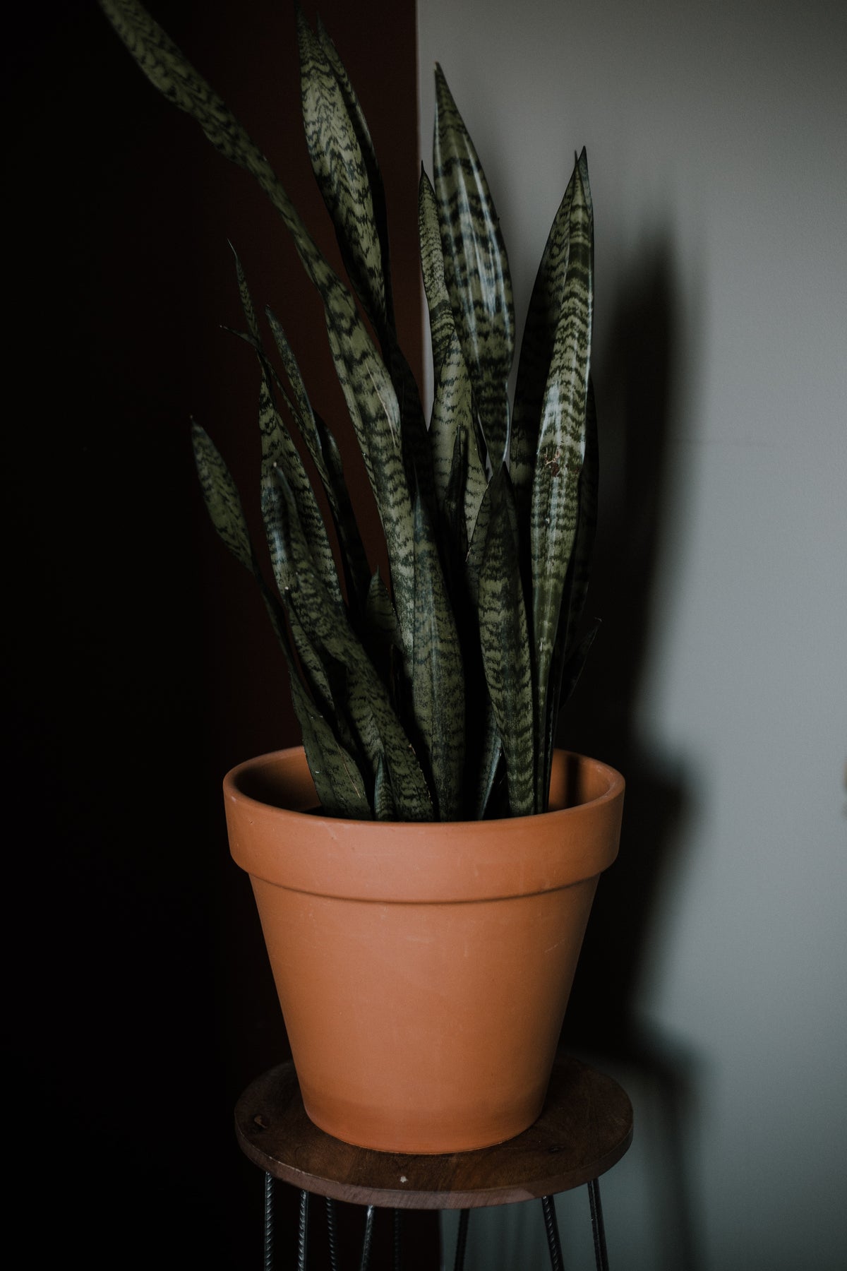 Sansevieria in Tontopf auf Hocker vor grauer Wand