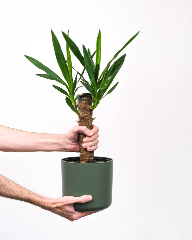 Yucca elephantibes in einem grünen Topf vor einer weissen Wand, gehalten von zwei Händen