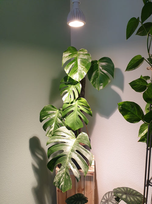 Monstera deliciosa variegata in Zimmerecke unter Pflanzenlampe