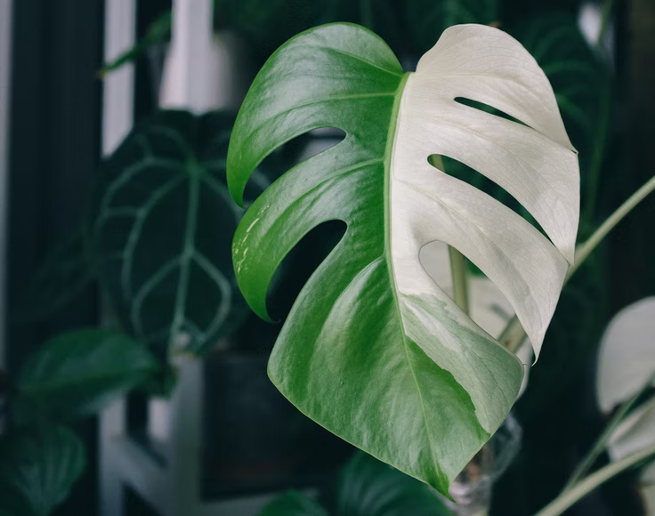 Blatt einer Monstera deliciosa variegata mit komplett weisser Hälfte