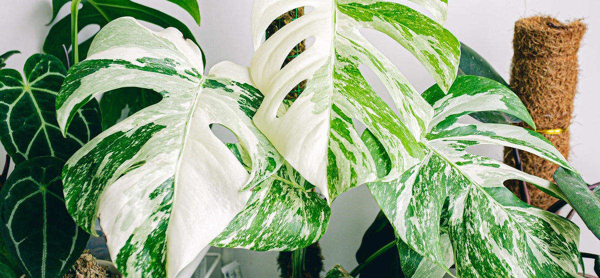 Drei Blätter einer Monstera variegata mit viel Weissanteil, dahinter ein Moosstab und auf der anderen Seite eine Anthurium clarinervium