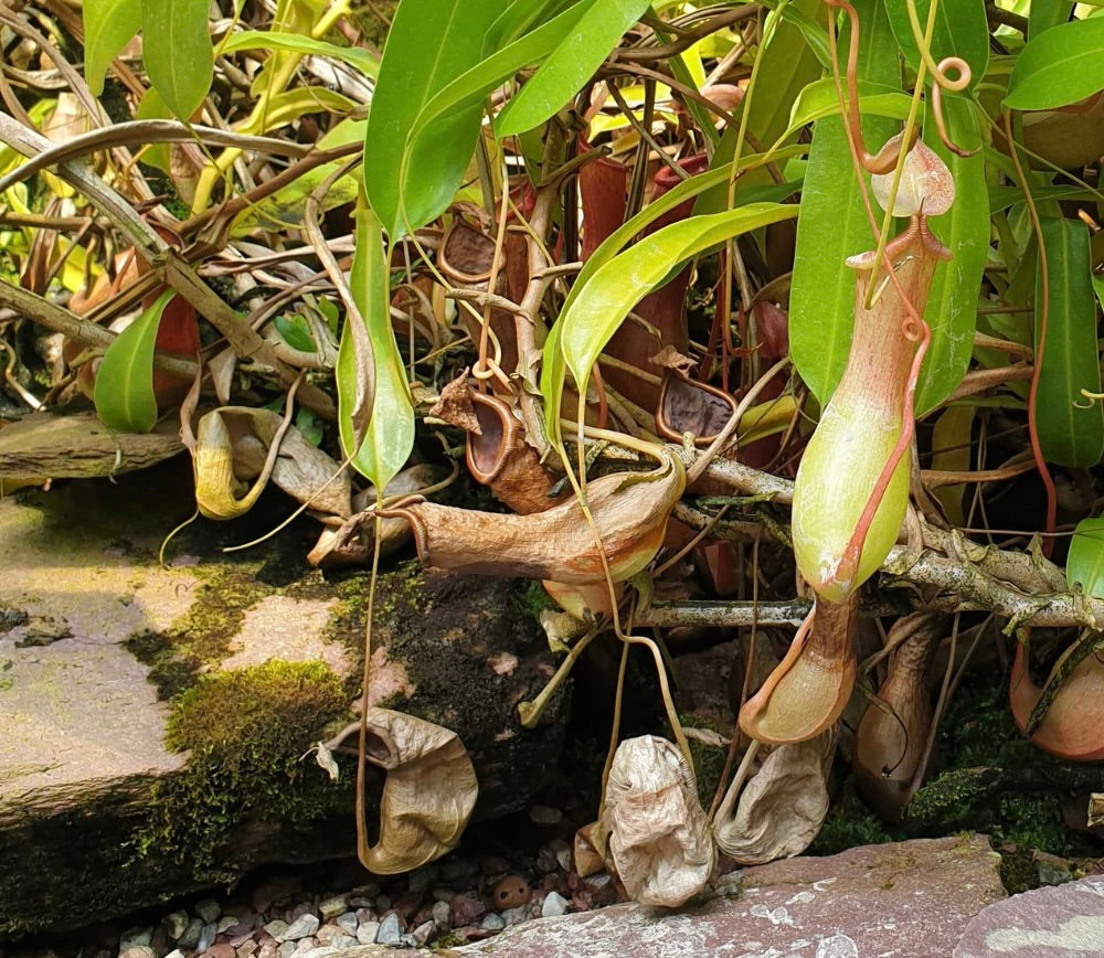 Braune, trockene, welke Kannen an einer grossen Nepenthes