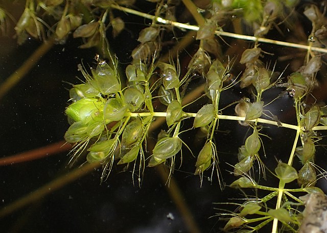 Wasserfallen vor schwarzem Hintergrund