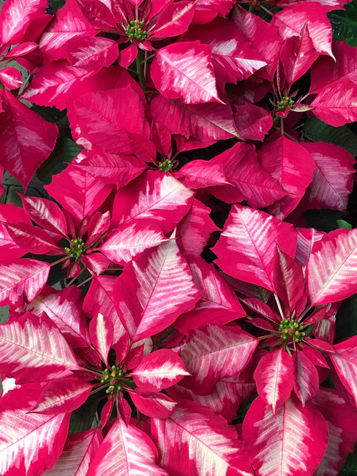 Pinker Weihnachtsstern mit weissem Federmuster auf den Blättern